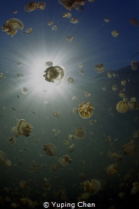Jellyfish lake/Palau/Canon 5D MarkIII, 8-15mm fisheye len... by Yuping Chen 